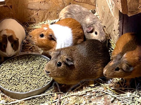 5 female guinea pigs 1