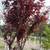 BALLED AND BURLAP EVERGREENS- ARBORVITAES- SHADE TREES AND MORE (SALE) 20 thumbnail