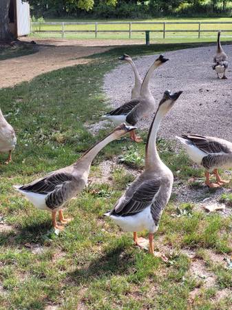 Chinese Geese 1