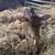 Mini calves 14 thumbnail