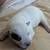 Texas Blue Heeler Puppies 7 thumbnail