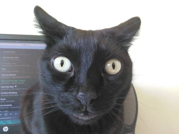 Lost Black Cat - Kelvin! 1