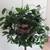 Hoya  Carnosa  Houseplant 1 thumbnail