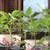 veggie plants 1 thumbnail