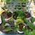 Spineless prickly pear cactus 2 thumbnail