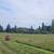 Brush clearing & Mowing 2 thumbnail