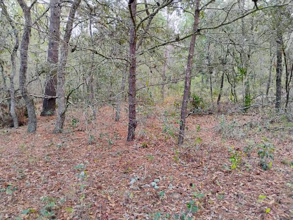 $7,500 / 9583ft2 - Nice wooded Buildable lot in Interlachen Lakes Estates (Interlachen)63822865296385123