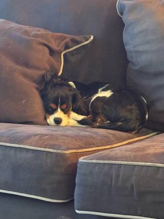 Macho de 8.5 meses, rey Carlos cavalier (Brooklyn)63690172350337122
