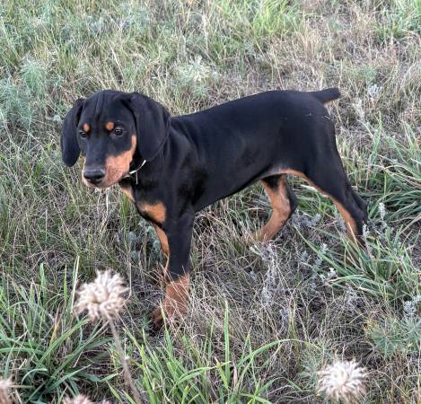 Doberman (Parker)63963639582978120