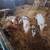 Pasture raised feeder pigs 1 thumbnail