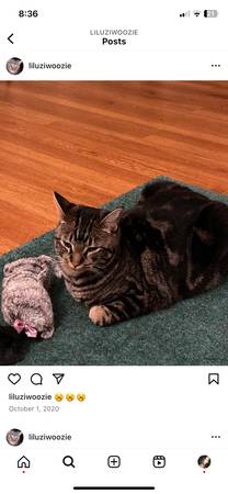 Rehoming Cat - Will pay adopter $20063893600835970121