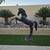 Life Size Colt Horse 1 thumbnail