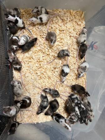 Fancy mice established breeding colonies64178876030977120