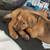 Puppies (German Shepard Mix) 1 thumbnail