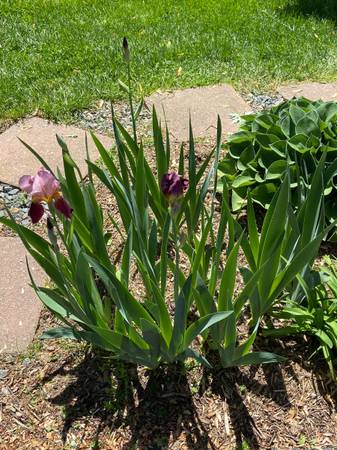 Iris bulb 1