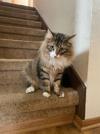 Lost: 3-legged Maine Coon Cat - Renton (Renton)64184332085635120