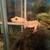 Leopard gecko URGENTLY REHOMING 7 thumbnail