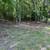 Brush Mowing / Forestry Mulching 9 thumbnail