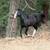 Dbl Reg. BLACK BEAUTY 2 yr old filly! 16 thumbnail