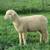 Lambs For Sale, Weather's & Ewe's 5 thumbnail