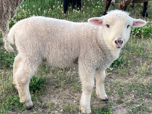 Half Merino, half Romney ram lamb - $150 (Sand Creek)62971058151043120