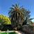 Tree service / Tree Trimming / Tree Removals (All Bay Area) 2 thumbnail