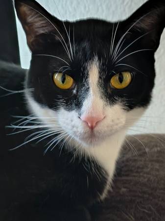 Reubicación de gatitos hermanos pequeños (Spring, TX)63859315973379120