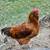 Free Roosters 2 thumbnail