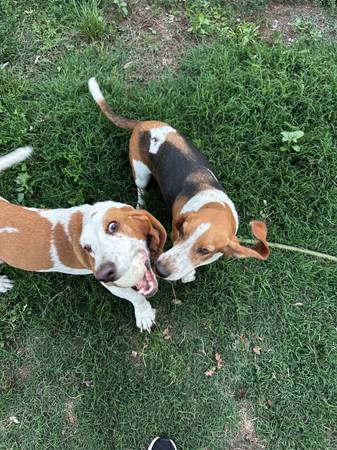Basset Hounds (santa rosa)63862001543553124