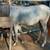 Long Yearling 1 thumbnail