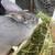 Meat rabbits 5 thumbnail