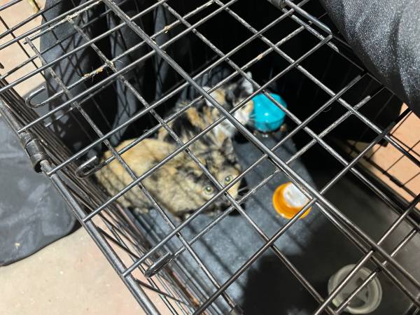 2 kittens to rehome (Pico Rivera)63953816102402122