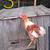 Buff orpinton x Crested cream legbar roosters 4 thumbnail