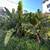 Hollywood Hills Bungalow Oasis Hollywood Sign views! Avail October 1st 20 thumbnail