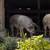 Bred duroc/york sow 2 thumbnail