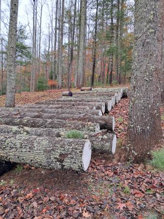 Air dried poplar logs 1