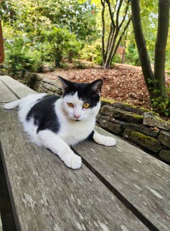 Gato perdido o robado de pelo corto negro y blanco (Suquamish)64141788861826123