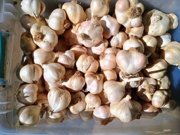 Fresh garlic (dried) 1