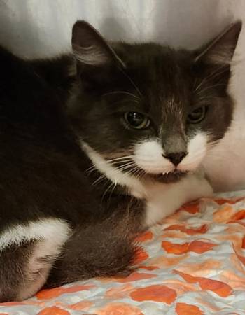 Found Female Cat - A0061687149 1