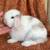 Holland Lop Bunny Rabbit 1 thumbnail