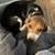 Female beagle 1 thumbnail