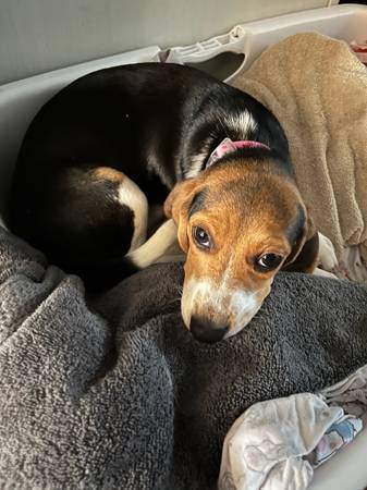 Female beagle 1