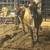 Jersey cows 1 thumbnail