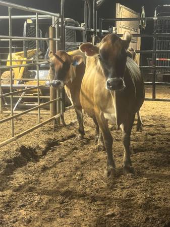 Jersey cows 1