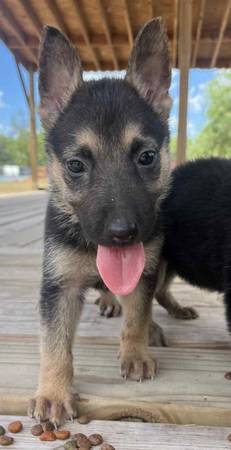 Cíclidos delfín azul (Corpus Christi tx)63622320713347121
