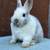 Netherland Dwarf Bunnies 4 thumbnail
