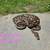Rehoming Ball Pythons 10 thumbnail