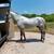 Caballo azteca 3 thumbnail
