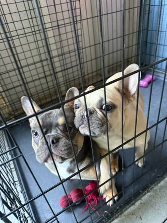 Rehoming fee (San Jose)63852312450433120