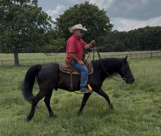 Gelding 1